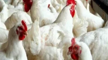 تأثير صرف الرواتب ونمط الاستهلاك على أسعار الدواجن في رمضان والعيد